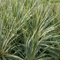Cordyline mix odmian C9