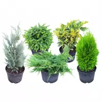 Conifers C5 MIX