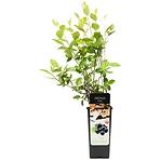 Aronia C2