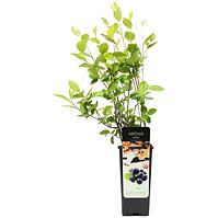 Aronia C2
