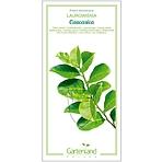 Laurowiśnia caucasica C2