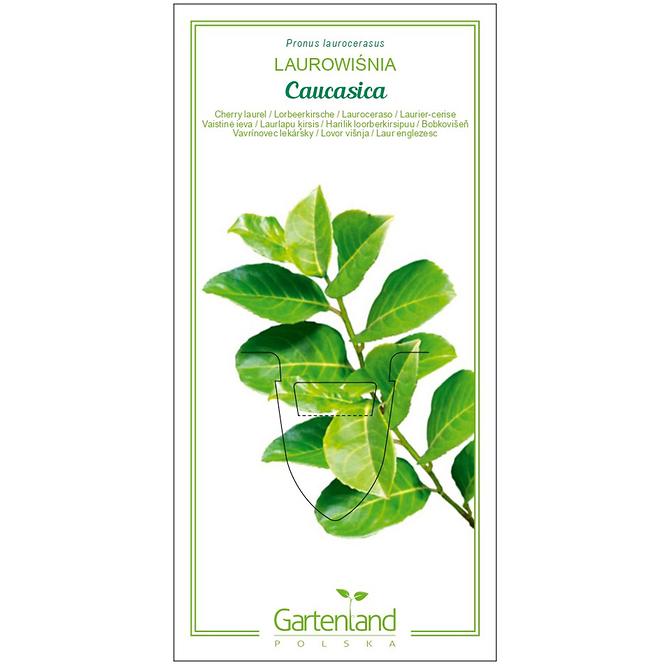 Laurowiśnia caucasica C2