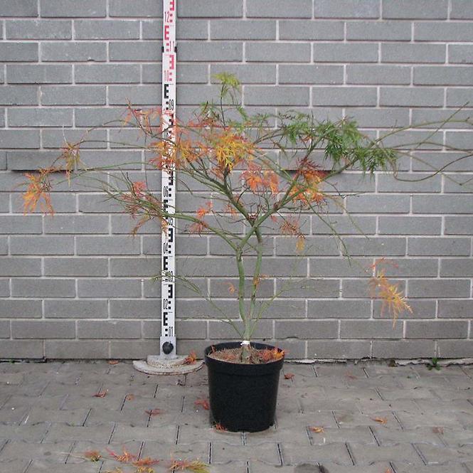 Acer palmatum Dissectum Virdis