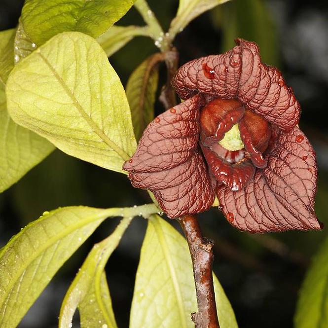 Asimina triloba