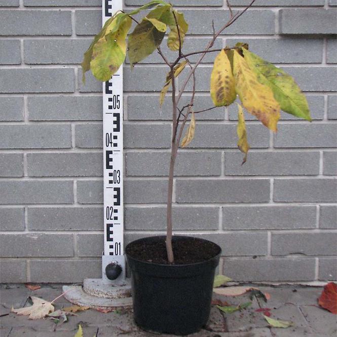 Asimina triloba