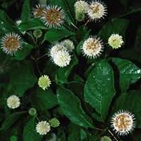 Cephalanthus occidentalis