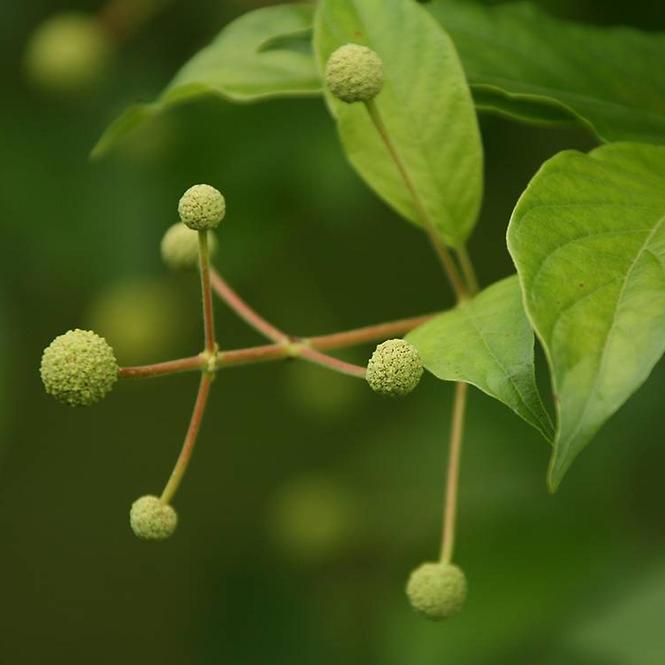 Cephalanthus occidentalis