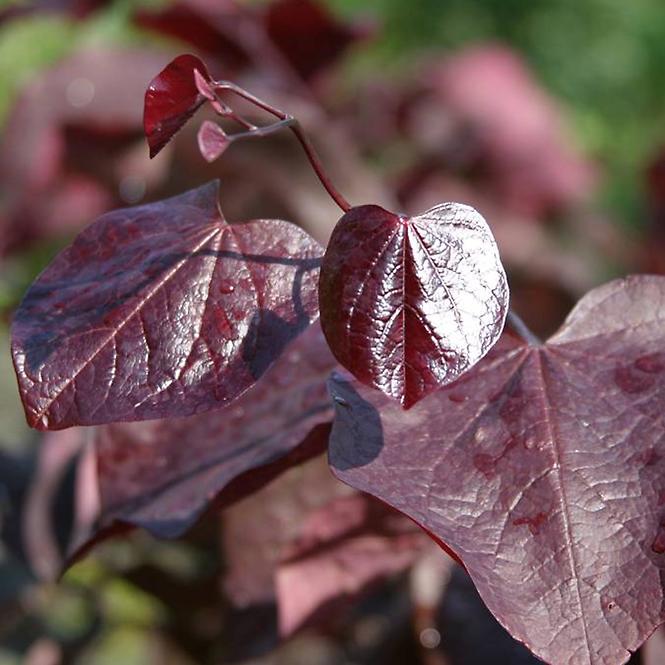 Cercis canadensis RED FORCE Minrouge