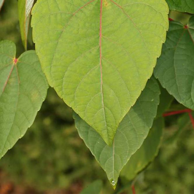 Idesia polycarpa