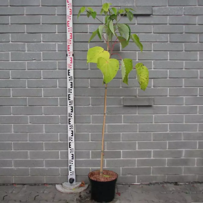 Idesia polycarpa