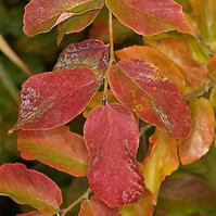 Parrotia persica