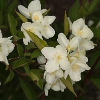 Philadelphus Pekinensis