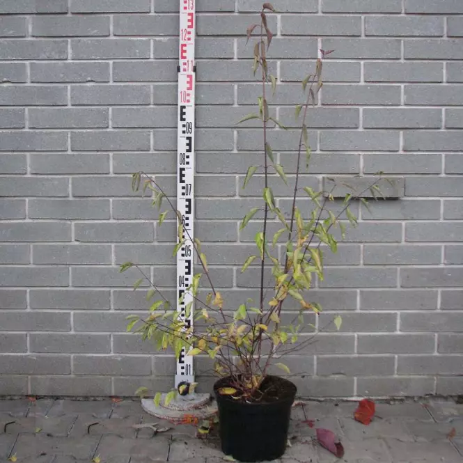 Philadelphus Pekinensis