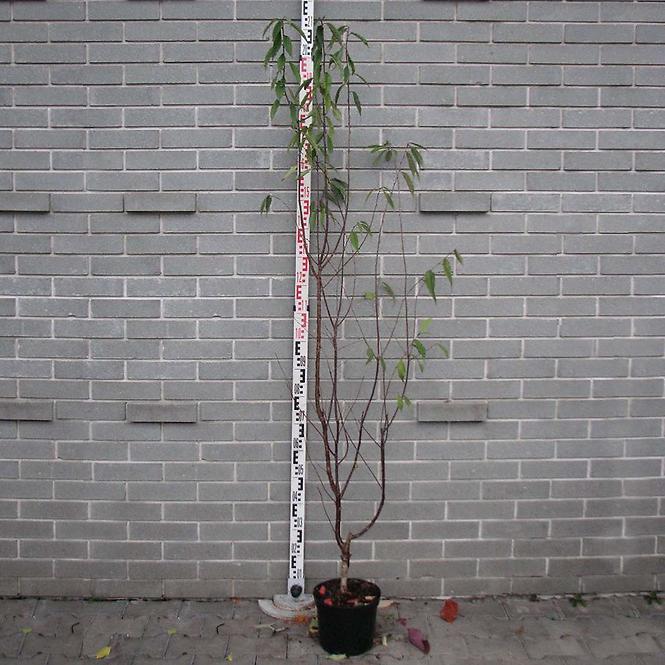 Prunus serrula