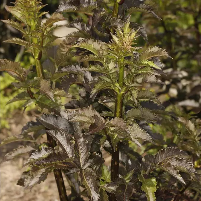 Sambucus nigra BLACK TOWER Eiffell 1(PBR)