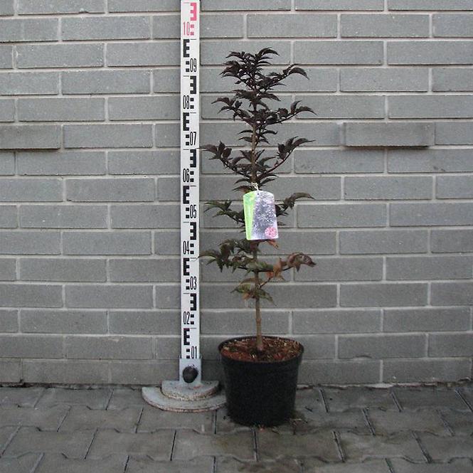 Sambucus nigra BLACK TOWER Eiffell 1(PBR)