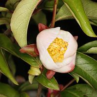 Stewartia rostrata