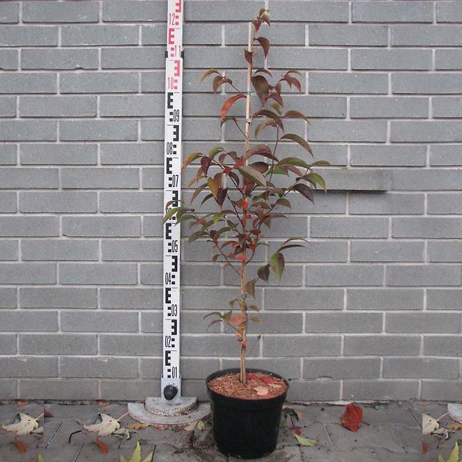 Stewartia rostrata