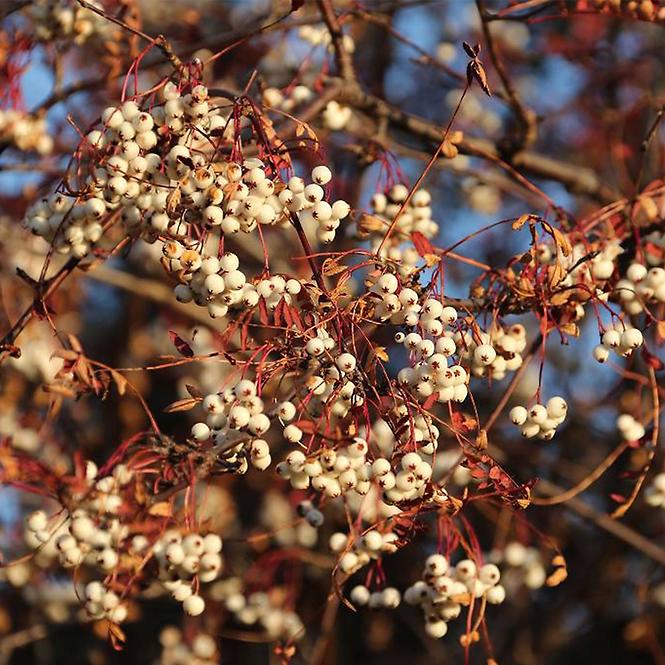 Sorbus koehneana