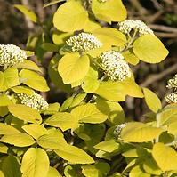 Viburnum lantana Aureum