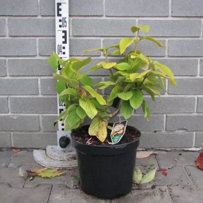 Viburnum lantana Aureum