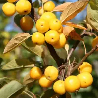 Jabłoń Yellow Siberian 220 - 240 Cm C20