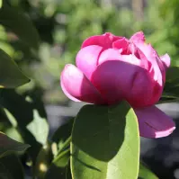 Magnolia Cleopatra 100 - 120 Cm C12