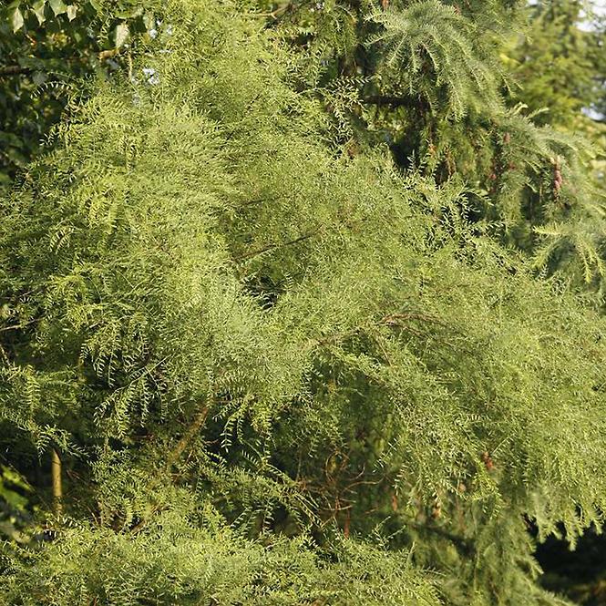 Robinia Akacjowa Myrtifolia 140 - 160 Cm C5