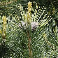 Pinus cembra