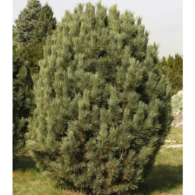Pinus cembra