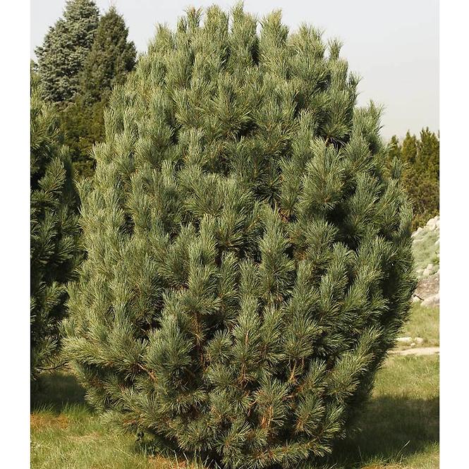 Pinus cembra