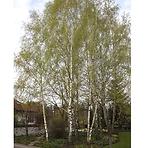 Betula pendula