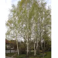 Betula pendula