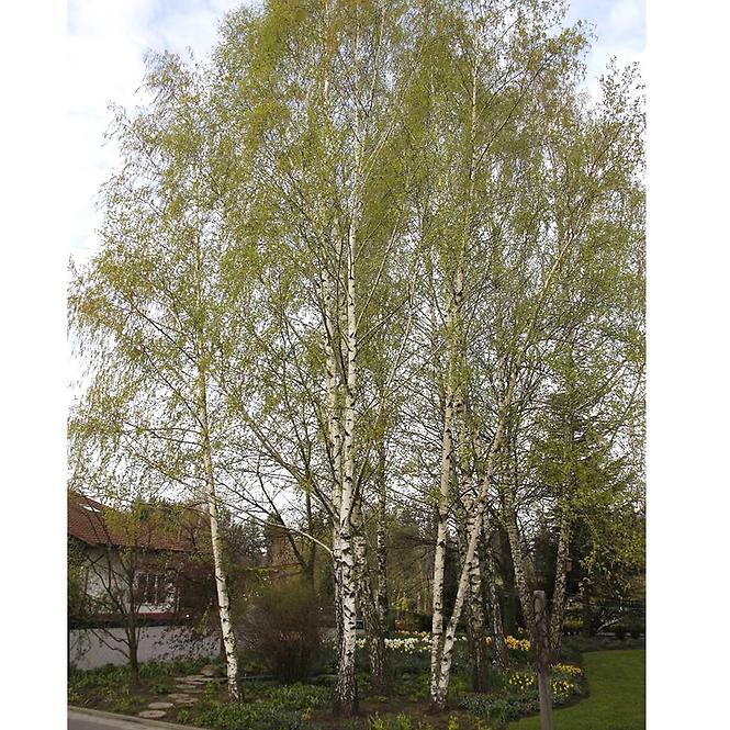 Betula pendula