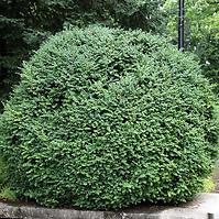 Buxus sempervirens