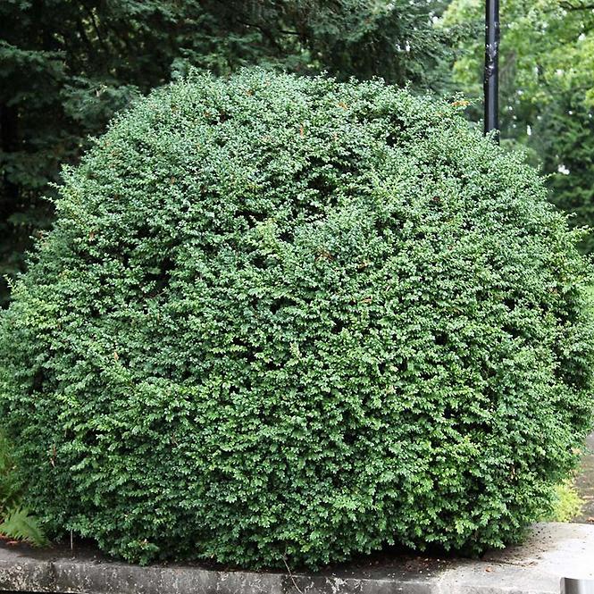 Buxus sempervirens