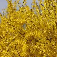 Forsythia intermedia (x) MINIGOLD Flojor