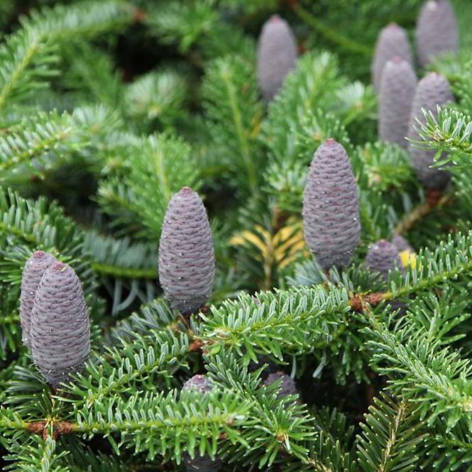 Abies koreana