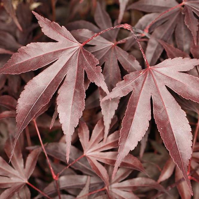 Acer palmatum Fireglow