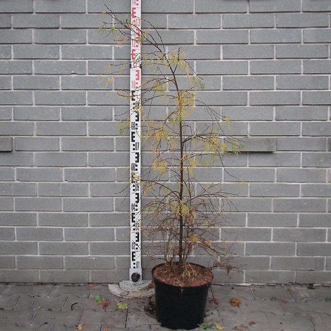 Betula Trosts Dwarf