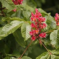 Aesculus carnea Briotii