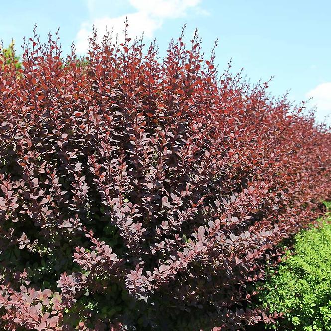 Berberis ottawensis Superba