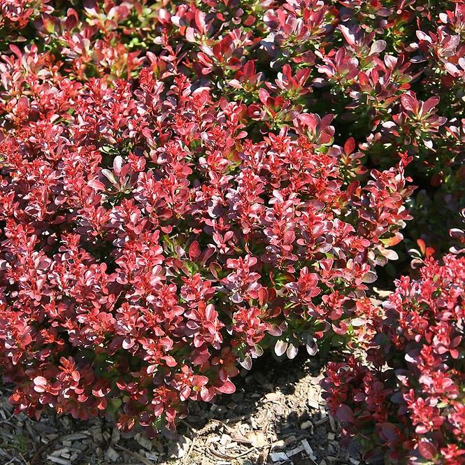 Berberis thunbergii Bagatelle