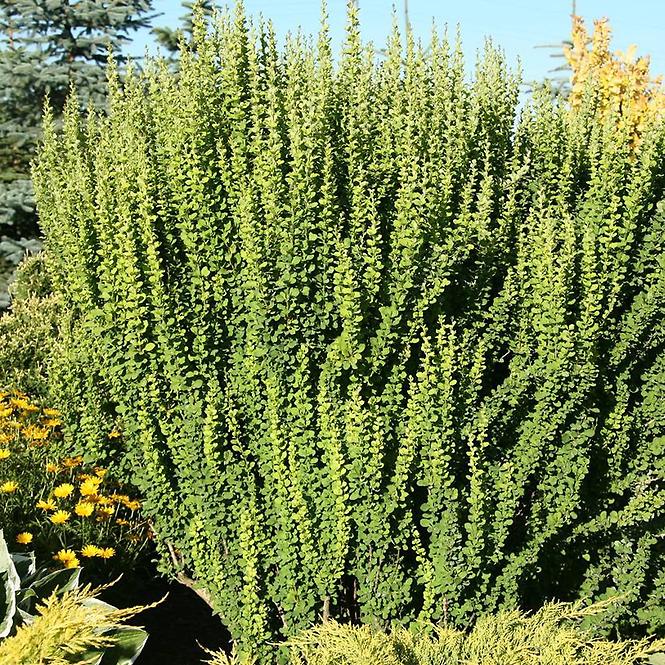 Berberis thunbergii Erecta