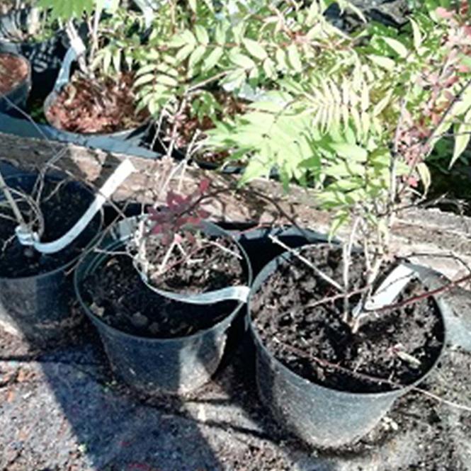 Berberis thunbergii Harlequin