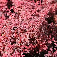 Berberis thunbergii Inspiration