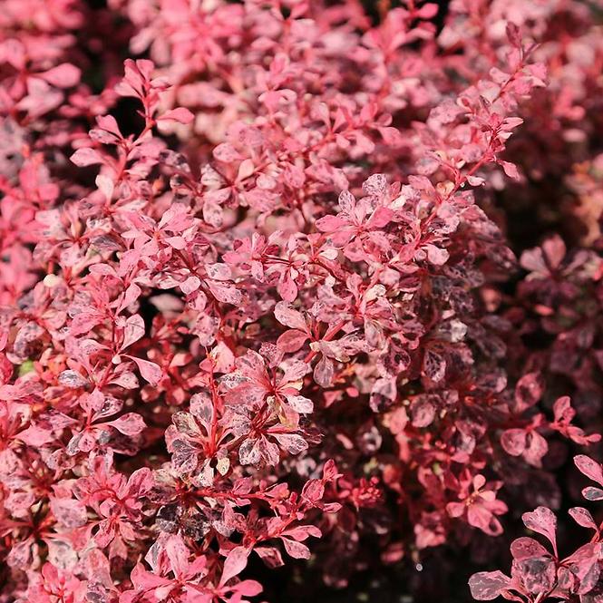 Berberis thunbergii Inspiration