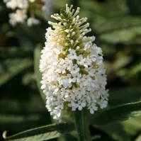 Buddleja davidii White Ball