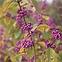 Callicarpa bodinieri Profusion