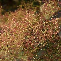 Cotinus Grace